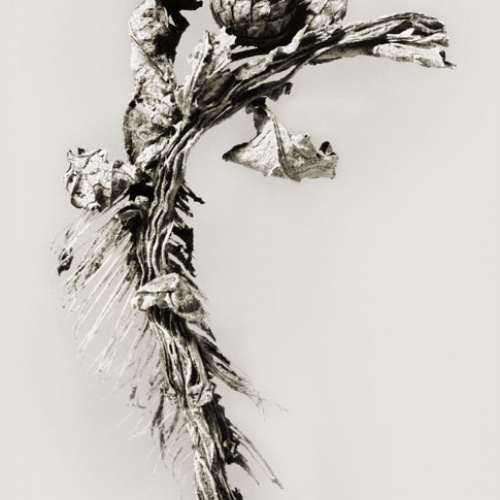 image for: Joan Fontcuberta - Karchofa sardinae (Herbarium) - 1983