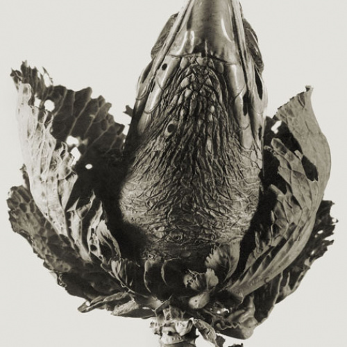 image for: Joan Fontcuberta - Lavandula angustifolia (Herbarium) - 1983