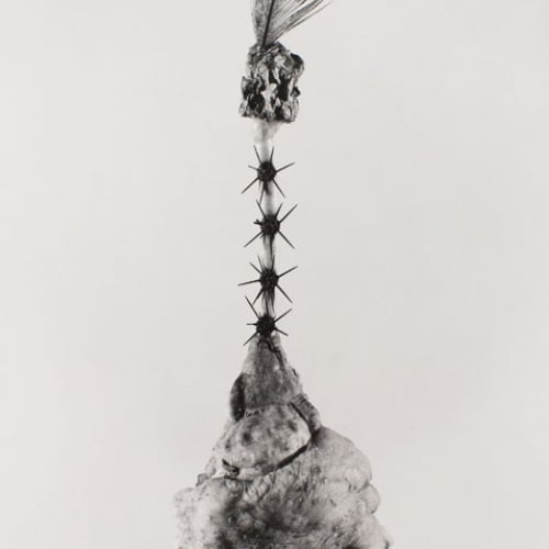 image for: Joan Fontcuberta - Aspegia buphera (Herbarium) - 1985