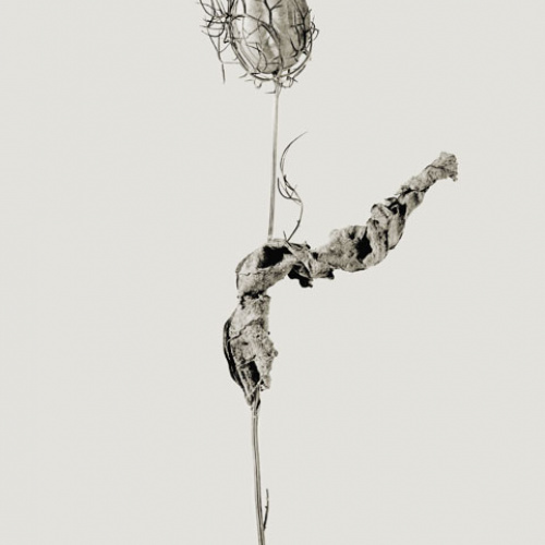 image for: Joan Fontcuberta - Erectus pseudospinosus (Herbarium) - 1982