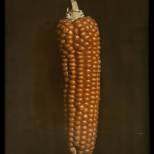image for: Francesc Carrera Bou - Panotxa de blat de moro - Cap a 1922-1926