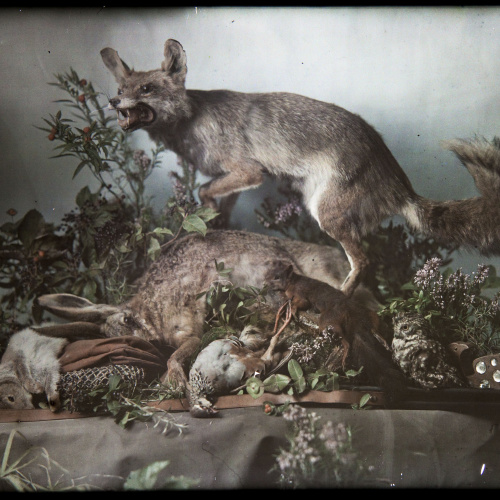 image for: Francesc Carrera Bou - Natura morta amb animals i plantes - Cap a 1922-1926