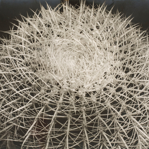 image for: Emili Godes - Cactus punxós - Cap a 1930