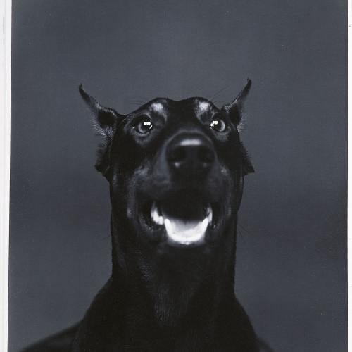 image for: Humberto Rivas - Boira - 1985