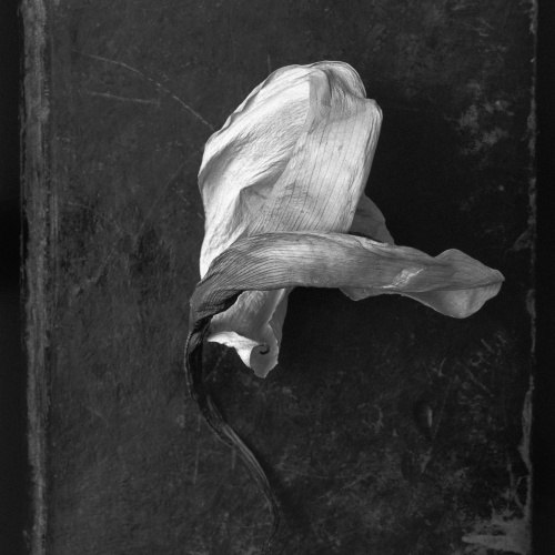 image for: Humberto Rivas - Flor - 1991