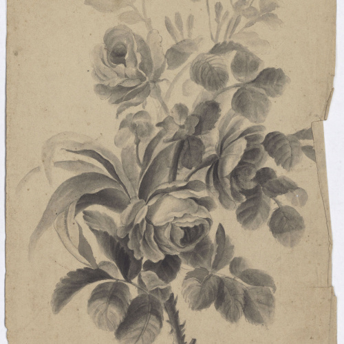 image for: Anònim - Estudi de flors - 16 de juny de 1829