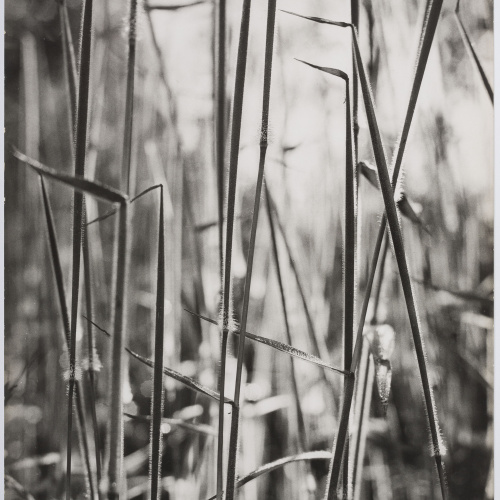 image for: Marcel Giró - Sem título_012 - Cap a 1950