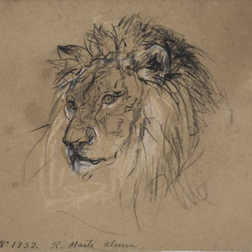 image for: Ramon Martí i Alsina - Cap de lleó - Cap a 1870-1880