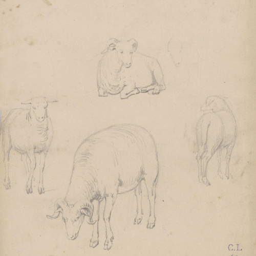 image for: Claudi Lorenzale - Estudi d&#039;ovelles - Cap a 1850-1870