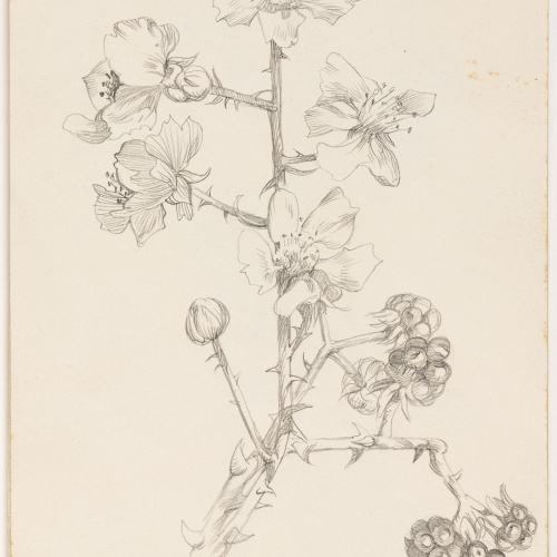 image for: Alexandre de Riquer - Esbarzer - 1920
