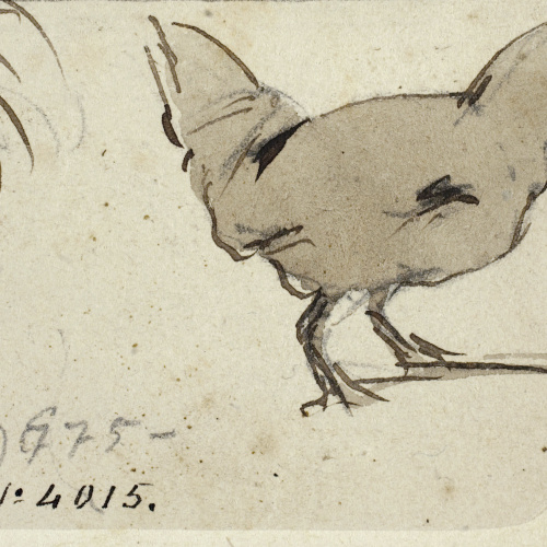 image for: Modest Urgell - Gallina - Cap a 1864