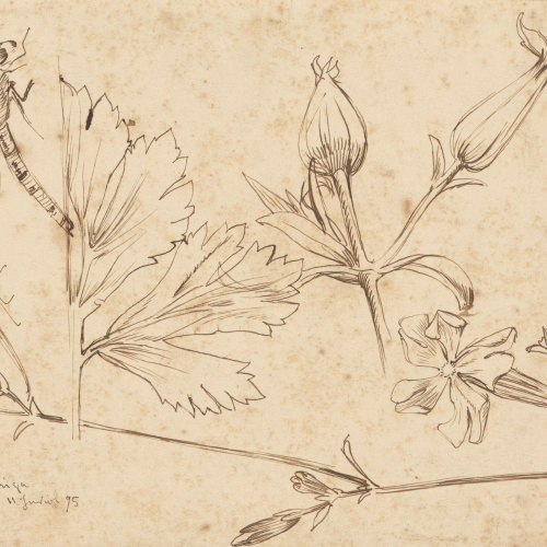 image for: Alexandre de Riquer - Flors i fulles - 1895