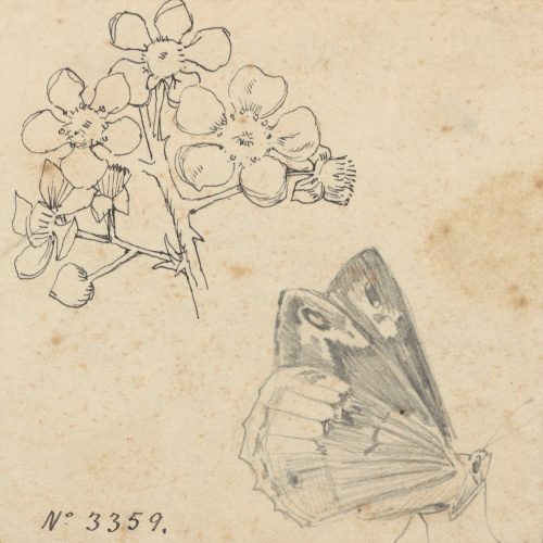 image for: Alexandre de Riquer - Flors i papallona - Cap a 1890-1900