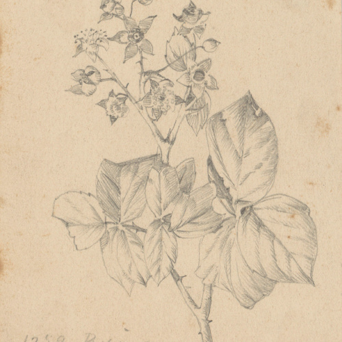 image for: Alexandre de Riquer - Flors - Cap a 1890-1900