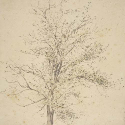 image for: Modest Urgell - Arbre - Cap a 1878