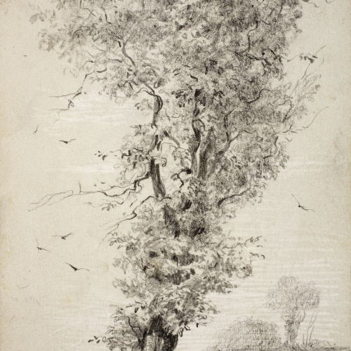 image for: Modest Urgell - Arbre - Cap a 1864