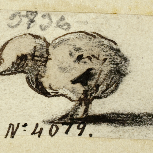 image for: Modest Urgell - Pollet - Cap a 1864