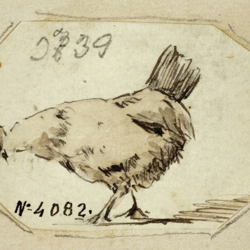 image for: Modest Urgell - Gallina - Cap a 1869
