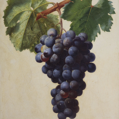 image for: Josep Mirabent - Raïm negre - 1878