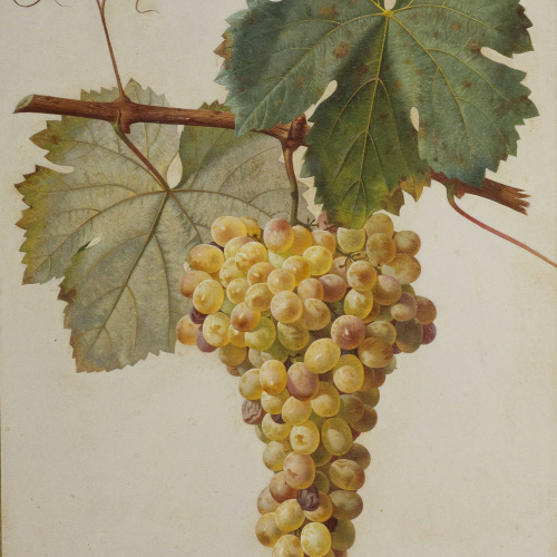 image for: Josep Mirabent - Raïm blanc - 1878