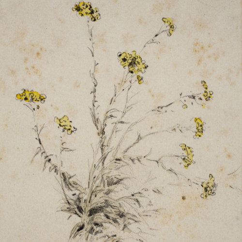 Modest Urgell - Flors de bosc - Cap a 1864 image for: Modest Urgell - Flors de bosc - Cap a 1864