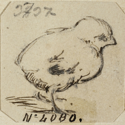 image for: Modest Urgell - Pollet - Cap a 1864