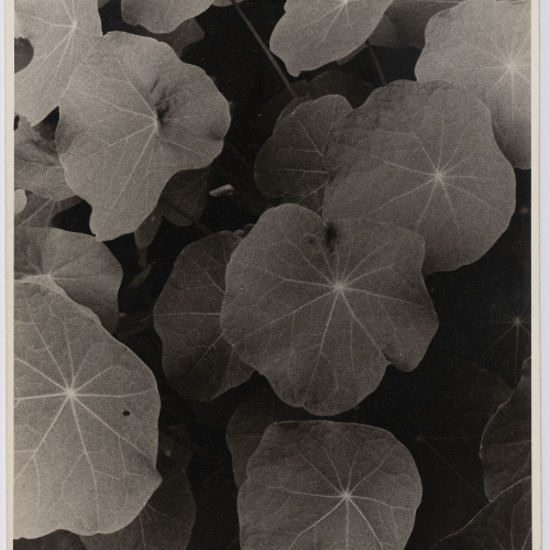 image for: Otho Lloyd - Fulles - 1948