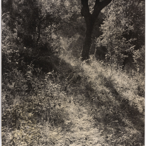 image for: Otho Lloyd - Paisatge - Cap a 1944-1950