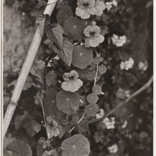 image for: Otho Lloyd - Fulles i flors - Cap a 1948