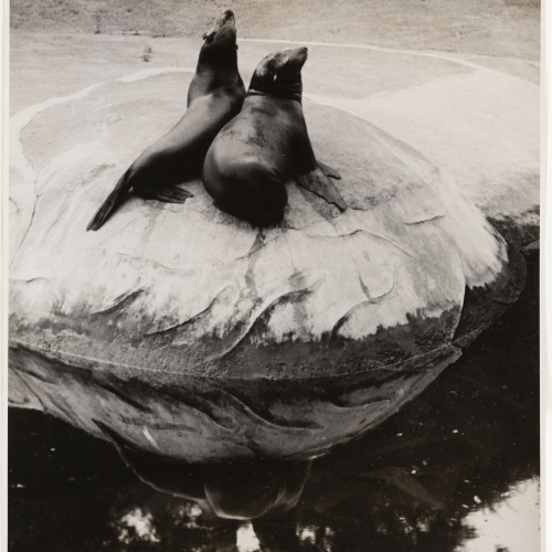 image for: Otho Lloyd - Foques - Cap a 1944-1950