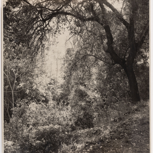 image for: Otho Lloyd - Paisatge - Cap a 1944-1950