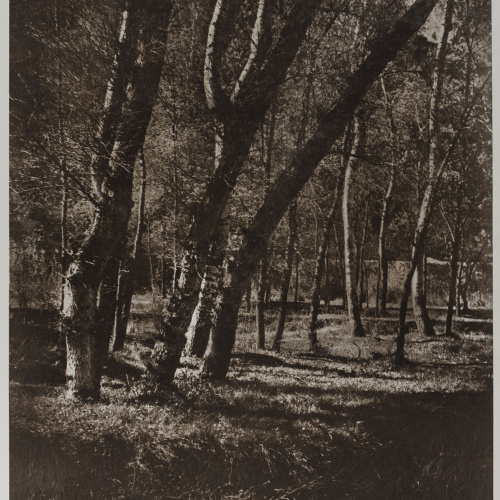 image for: Josep Maria Casals i Ariet - Paisatge - No datat