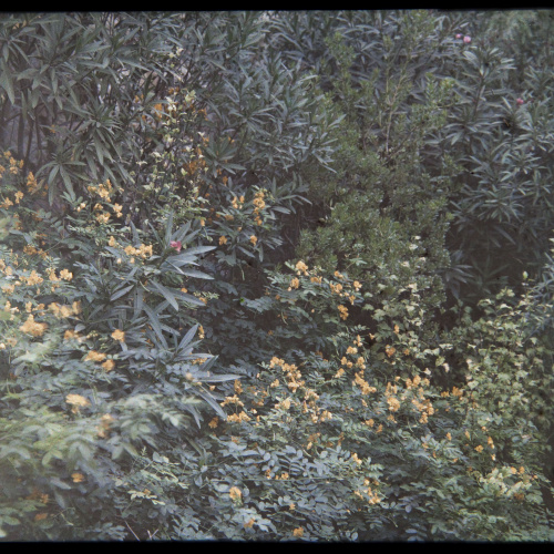 image for: Francesc Carrera Bou - Jardí - Cap a 1926