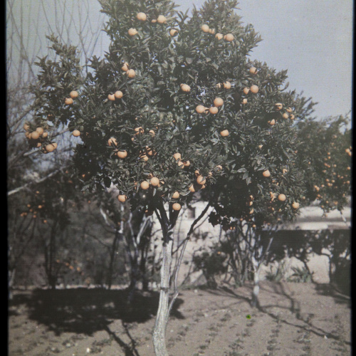 image for: Francesc Carrera Bou - Tarongers - Cap a 1926